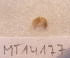  ( - MT14177)  @11 [ ] Unspecified (default): All Rights Reserved (2018) Pedro Martinez DZMB, Senckenberg am Meer