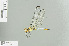  (Eleuthemis quadrigutta - RMNH.5007788)  @13 [ ] CreativeCommons - Attribution Non-Commercial Share-Alike (2013) Unspecified Naturalis Biodiversity Center