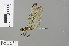  ( - RMNH.INS.501416)  @13 [ ] CreativeCommons - Attribution Non-Commercial Share-Alike (2013) Unspecified Naturalis Biodiversity Center
