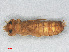  ( - RMNH.INS.501501)  @11 [ ] CreativeCommons - Attribution Non-Commercial Share-Alike (2013) Unspecified Naturalis Biodiversity Center