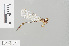  ( - RMNH.INS.501552)  @13 [ ] CreativeCommons - Attribution Non-Commercial Share-Alike (2013) Unspecified Naturalis Biodiversity Center