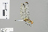  ( - RMNH.INS.501602)  @14 [ ] CreativeCommons - Attribution Non-Commercial Share-Alike (2013) Unspecified Naturalis Biodiversity Center