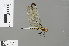  ( - RMNH.INS.501603)  @13 [ ] CreativeCommons - Attribution Non-Commercial Share-Alike (2013) Unspecified Naturalis Biodiversity Center