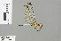  ( - RMNH.INS.501604)  @13 [ ] CreativeCommons - Attribution Non-Commercial Share-Alike (2013) Unspecified Naturalis Biodiversity Center