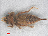  ( - RMNH.INS.501627)  @12 [ ] CreativeCommons - Attribution Non-Commercial Share-Alike (2013) Unspecified Naturalis Biodiversity Center