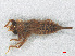  ( - RMNH.INS.501643)  @12 [ ] CreativeCommons - Attribution Non-Commercial Share-Alike (2013) Unspecified Naturalis Biodiversity Center