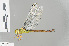  (Gynacantha nigeriensis - RMNH.INS.501656)  @14 [ ] CreativeCommons - Attribution Non-Commercial Share-Alike (2013) Unspecified Naturalis Biodiversity Center