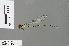  (Pseudagrion pacale - RMNH.INS.501670)  @15 [ ] CreativeCommons - Attribution Non-Commercial Share-Alike (2013) Unspecified Naturalis Biodiversity Center