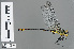  ( - RMNH.INS.502259)  @14 [ ] CreativeCommons - Attribution Non-Commercial Share-Alike (2013) Unspecified Naturalis Biodiversity Center