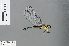  (Neodythemis infra - RMNH.INS.502275)  @12 [ ] CreativeCommons - Attribution Non-Commercial Share-Alike (2013) Unspecified Naturalis Biodiversity Center