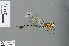  ( - RMNH.INS.502297)  @13 [ ] CreativeCommons - Attribution Non-Commercial Share-Alike (2013) Unspecified Naturalis Biodiversity Center