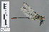  ( - RMNH.INS.502416)  @14 [ ] CreativeCommons - Attribution Non-Commercial Share-Alike (2013) Unspecified Naturalis Biodiversity Center