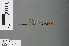  (Pseudagrion aureolum - RMNH.INS.502420)  @13 [ ] CreativeCommons - Attribution Non-Commercial Share-Alike (2013) Unspecified Naturalis Biodiversity Center
