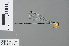  ( - RMNH.INS.502435)  @14 [ ] CreativeCommons - Attribution Non-Commercial Share-Alike (2013) Unspecified Naturalis Biodiversity Center