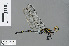 ( - RMNH.INS.502582)  @12 [ ] CreativeCommons - Attribution Non-Commercial Share-Alike (2013) Unspecified Naturalis Biodiversity Center