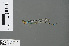  (Pseudagrion tanganyicum - RMNH.INS.502707)  @14 [ ] CreativeCommons - Attribution Non-Commercial Share-Alike (2013) Unspecified Naturalis Biodiversity Center
