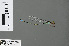  ( - RMNH.INS.502715)  @13 [ ] CreativeCommons - Attribution Non-Commercial Share-Alike (2013) Unspecified Naturalis Biodiversity Center