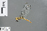  ( - RMNH.INS.502839)  @13 [ ] CreativeCommons - Attribution Non-Commercial Share-Alike (2013) Unspecified Naturalis Biodiversity Center