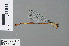  ( - RMNH.INS.502935)  @12 [ ] CreativeCommons - Attribution Non-Commercial Share-Alike (2013) Unspecified Naturalis Biodiversity Center