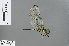  ( - RMNH.INS.502942)  @13 [ ] CreativeCommons - Attribution Non-Commercial Share-Alike (2013) Unspecified Naturalis Biodiversity Center
