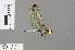  ( - RMNH.INS.503110)  @11 [ ] CreativeCommons - Attribution Non-Commercial Share-Alike (2013) Unspecified Naturalis Biodiversity Center