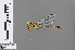  ( - RMNH.INS.503133)  @13 [ ] CreativeCommons - Attribution Non-Commercial Share-Alike (2013) Unspecified Naturalis Biodiversity Center