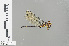  (Paragomphus nigroviridis - RMNH.INS.503156)  @14 [ ] CreativeCommons - Attribution Non-Commercial Share-Alike (2013) Unspecified Naturalis Biodiversity Center