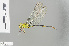  (Gynacantha bullata - RMNH.INS.503172)  @14 [ ] CreativeCommons - Attribution Non-Commercial Share-Alike (2013) Unspecified Naturalis Biodiversity Center
