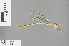 ( - RMNH.INS.504221)  @12 [ ] CreativeCommons - Attribution Non-Commercial Share-Alike (2013) Unspecified Naturalis Biodiversity Center