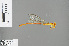  ( - RMNH.INS.504231)  @12 [ ] CreativeCommons - Attribution Non-Commercial Share-Alike (2013) Unspecified Naturalis Biodiversity Center