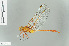  ( - RMNH.INS.504480)  @14 [ ] CreativeCommons - Attribution Non-Commercial Share-Alike (2013) Unspecified Naturalis Biodiversity Center