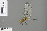  (Eleuthemis sp - RMNH.INS.505411)  @13 [ ] CreativeCommons - Attribution Non-Commercial Share-Alike (2013) Unspecified Naturalis Biodiversity Center