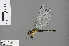  (Neodythemis katanga - RMNH.INS.505459)  @13 [ ] CreativeCommons - Attribution Non-Commercial Share-Alike (2013) Unspecified Naturalis Biodiversity Center