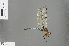  ( - RMNH.INS.505518)  @14 [ ] CreativeCommons - Attribution Non-Commercial Share-Alike (2013) Unspecified Naturalis Biodiversity Center