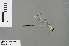  (Africallagma quingentum - RMNH.INS.505526)  @11 [ ] CreativeCommons - Attribution Non-Commercial Share-Alike (2013) Unspecified Naturalis Biodiversity Center