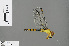  (Orthetrum kafwi - RMNH.INS.505553)  @15 [ ] CreativeCommons - Attribution Non-Commercial Share-Alike (2013) Unspecified Naturalis Biodiversity Center
