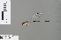  (Pseudagrion munte - RMNH.INS.505606)  @14 [ ] CreativeCommons - Attribution Non-Commercial Share-Alike (2013) Unspecified Naturalis Biodiversity Center