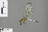  ( - RMNH.INS.505627)  @13 [ ] CreativeCommons - Attribution Non-Commercial Share-Alike (2013) Unspecified Naturalis Biodiversity Center