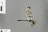  ( - RMNH.INS.505675)  @14 [ ] CreativeCommons - Attribution Non-Commercial Share-Alike (2013) Unspecified Naturalis Biodiversity Center
