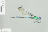  (Umma gumma - RMNH.INS.506164)  @11 [ ] CreativeCommons - Attribution Non-Commercial Share-Alike (2013) Unspecified Naturalis Biodiversity Center