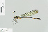  ( - RMNH.INS.506214)  @13 [ ] CreativeCommons - Attribution Non-Commercial Share-Alike (2013) Unspecified Naturalis Biodiversity Center