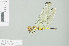  (Eleuthemis eogaster - RMNH.INS.508347)  @14 [ ] CreativeCommons - Attribution Non-Commercial Share-Alike (2013) Unspecified Naturalis Biodiversity Center