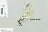  ( - RMNH.INS.508368)  @13 [ ] CreativeCommons - Attribution Non-Commercial Share-Alike (2013) Unspecified Naturalis Biodiversity Center