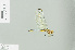  ( - RMNH.INS.508376)  @13 [ ] CreativeCommons - Attribution Non-Commercial Share-Alike (2013) Unspecified Naturalis Biodiversity Center