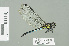  ( - RMNH.INS.508823)  @13 [ ] CreativeCommons - Attribution Non-Commercial Share-Alike (2013) Unspecified Naturalis Biodiversity Center
