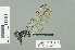  (Porpax mezierei - RMNH.INS.508827)  @14 [ ] CreativeCommons - Attribution Non-Commercial Share-Alike (2013) Unspecified Naturalis Biodiversity Center