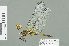  ( - RMNH.INS.508861)  @12 [ ] CreativeCommons - Attribution Non-Commercial Share-Alike (2013) Unspecified Naturalis Biodiversity Center