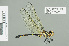  ( - RMNH.INS.508883)  @14 [ ] CreativeCommons - Attribution Non-Commercial Share-Alike (2013) Unspecified Naturalis Biodiversity Center