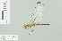  (Eleuthemis libera - RMNH.INS.508918)  @14 [ ] CreativeCommons - Attribution Non-Commercial Share-Alike (2013) Unspecified Naturalis Biodiversity Center