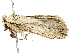  ( - BIOUG95329-E01)  @11 [ ] CreativeCommons - Attribution (2023) CBG Photography Group Centre for Biodiversity Genomics